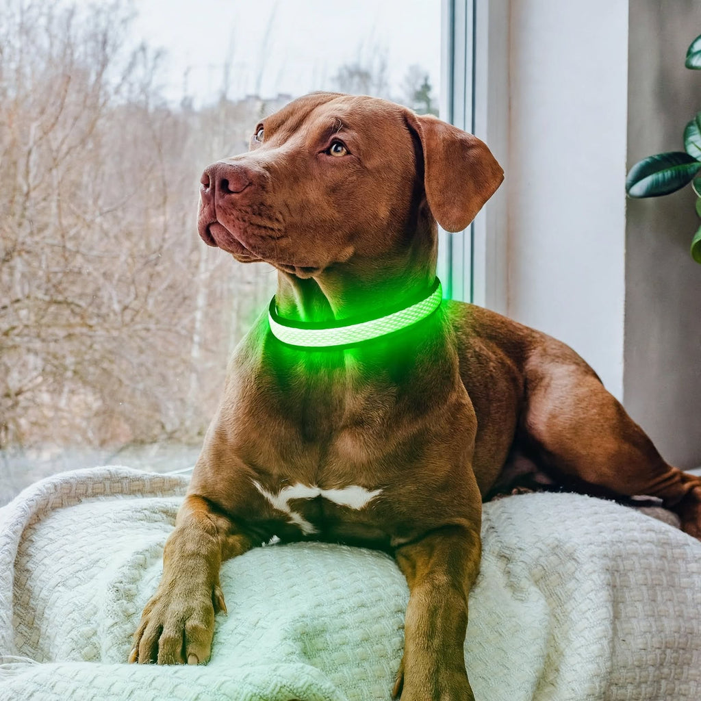 LED Dog Collar - Light Up - USB Rechargeable - Adjustable
