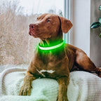 LED Dog Collar - Light Up - USB Rechargeable - Adjustable
