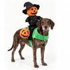 Funny Dog and cat Pumpkin Riding Costume - Pet Wizard Outfit - Halloween